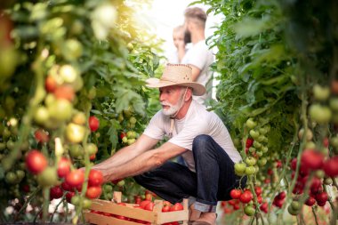 Baba ve oğul seradaki domates hasadını kontrol ediyor. İnsanlar, tarım, bahçıvanlık ve tarım kavramları..
