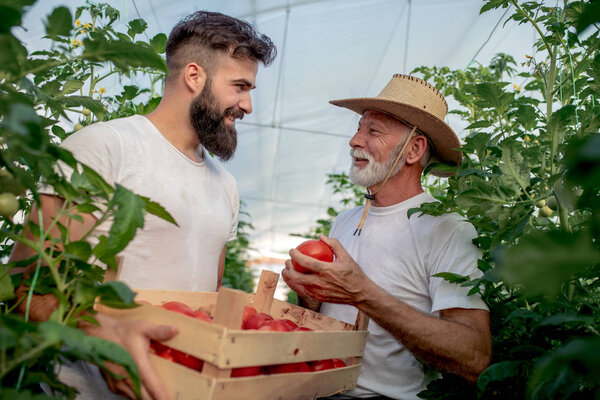 Father and son check harvest of tomato in greenhouse.People,farming, gardening and agriculture concept.