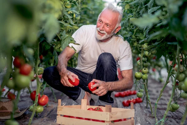 Ανώτερος Άνθρωπος Που Εργάζεται Στο Θερμοκήπιο Αγρότης Που Μαζεύει Ντομάτες — Φωτογραφία Αρχείου