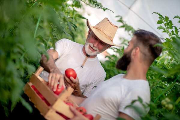 Father and son check harvest of tomato in greenhouse.People,farming, gardening and agriculture concept.