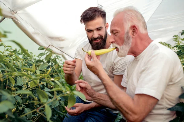 아버지와아 온실에서의 수확을 조사한다 사람들 정원가꾸기 — 스톡 사진