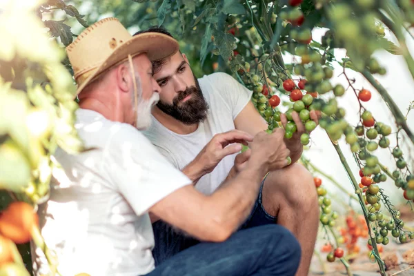 Vader Zoon Controleren Oogst Van Tomaten Kassen Mensen Landbouw Tuinieren — Stockfoto