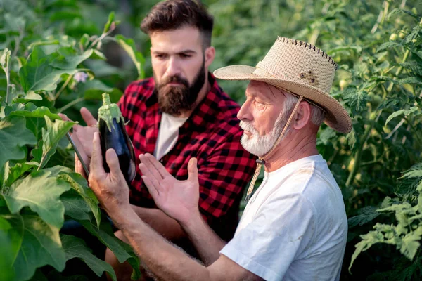 아버지와 아들은 온실에서 가지의 수확을 확인합니다 — 스톡 사진