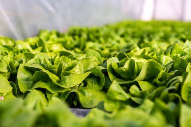 Serada yetişen taze marul bitkileri sıraları, yakın çekim 