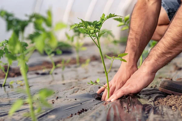 Man planting tomato seedling in greenhouse, close view