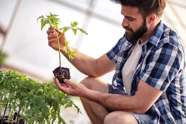 Portrait Young Man Holding Tomato Sprout While Working Greenhouse — Stock Photo, Image