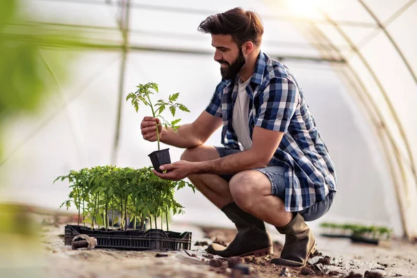 Portrait Young Man Holding Tomato Sprout While Working Greenhouse — Stock Photo, Image