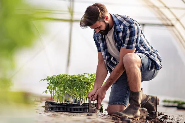 Man Planten Tomaten Zaailing Broeikasgassen Close View — Stockfoto