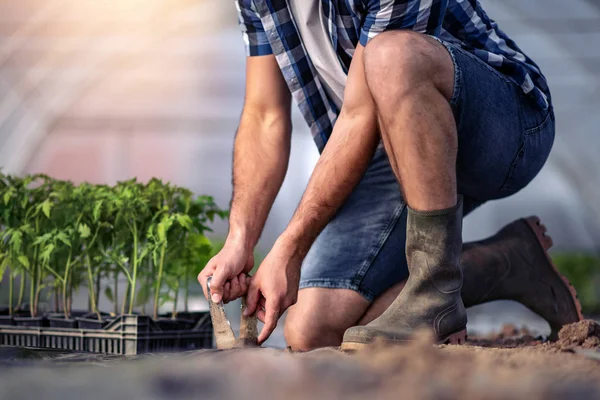 Mann Pflanzt Tomaten Sämling Aus Nächster Nähe — Stockfoto