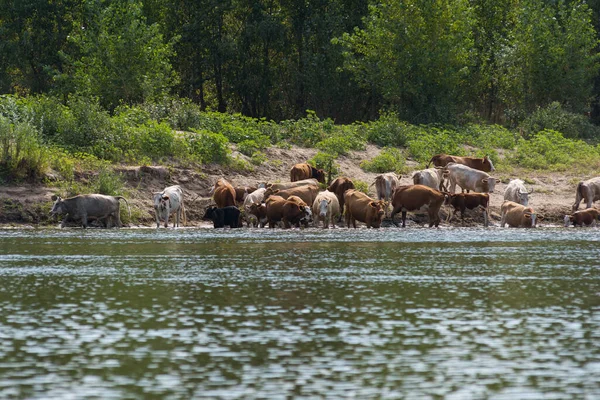 Rural landscape. A flock of cows on a watering-place on the river bank at noon. Some cows are in the water. The river bank is overgrown with poplars