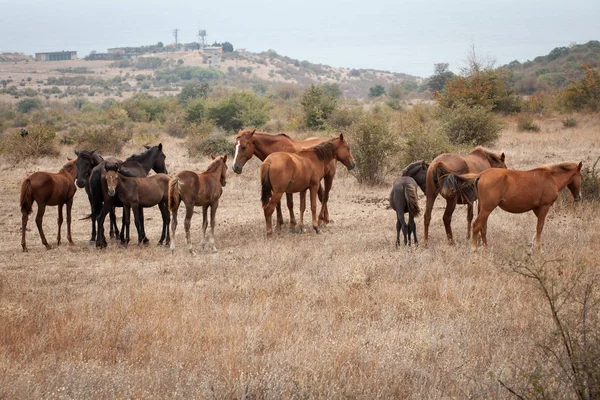 Kudde Wilde Paarden — Stockfoto