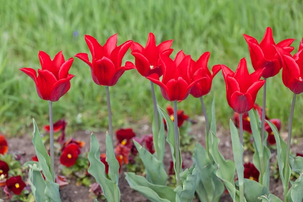 Belles Tulipes Rouges Dans Parc Concept Printemps — Photo