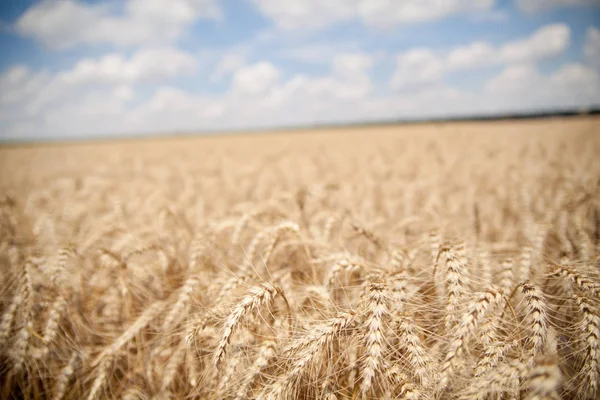 穀物畑と曇りの空の近くで — ストック写真