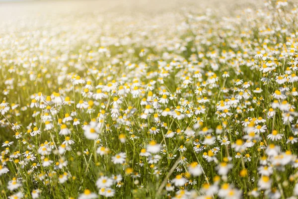 Chamomile Daisies Field Summer Day — Stock Photo, Image