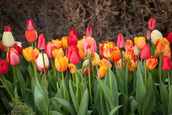 Belles Tulipes Dans Parc Concept Printemps — Photo