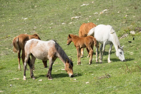 Kudde van wilde paarden, grazende op groen op groen veld — Stockfoto