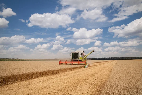 Сучасний комбайн (гарстер) збирання на пшеничному полі — стокове фото