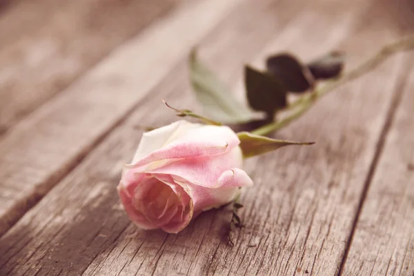 Pink rose on wooden background — Stock Photo, Image