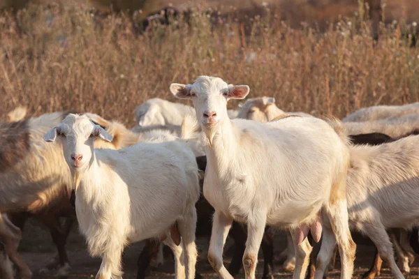 Curious goats. A herd of goats walking — Stock Photo, Image