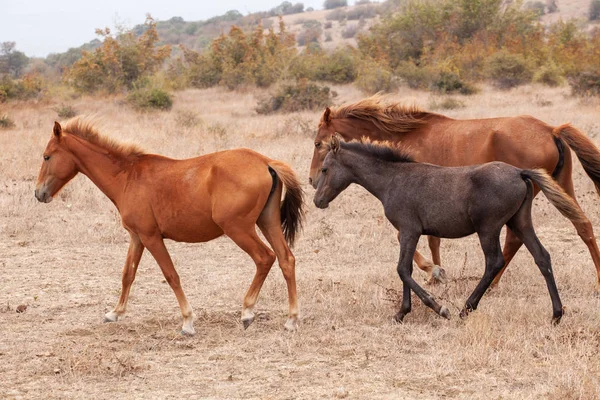 Kudde wilde paarden — Stockfoto