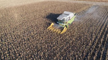 Havadan görünümü birleştirmek (hasat makinesi) ayçiçeği alanında hasat. Mekanize hasat ayçiçeği.