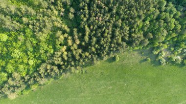 Park, orman ve çayır manzaralı. Yaz mevsiminde güzel manzara