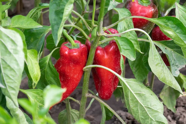 Pimentos orgânicos vermelhos que crescem no jardim — Fotografia de Stock