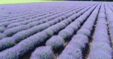 4k Havacılık Mor Lavanta Tarlası Çiçekleri Güzel Tarım. Bulgaristan 'ın Balchik kenti yakınlarındaki üst manzara lavanta sahası
