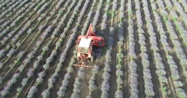 Letecký Pohled Traktor Pracuje Levandulovém Poli Levandulová Sklizeň — Stock video