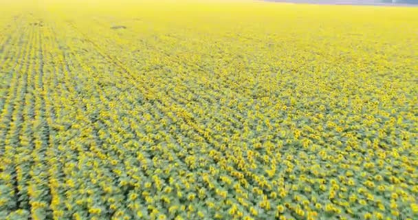 Drone Video Del Campo Girasol Agricultura Vista Aérea Los Girasoles — Vídeo de stock