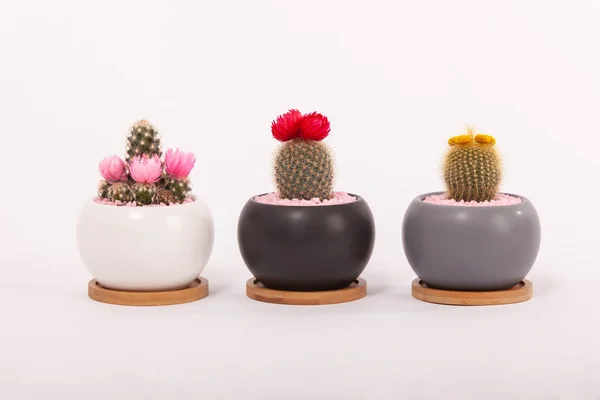 Kleine Dekorative Töpfe Mit Kakteen Sukkulente Pflanzen Zimmerpflanzen Mit Runden — Stockfoto