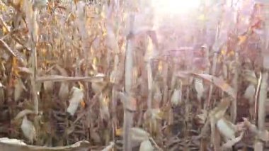 Mısır tarlasında yürüyorum. POV mısır tarlasında yürürken vuruldu. Mısır hasat etmeye hazır.