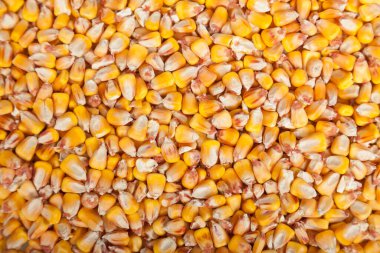 Sarı mısır tohumları, tahıllar. Sarı mısır tanelerinin arkaplanı.
