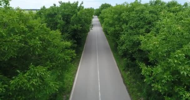 Zdjęcie Lotnicze Lecąc Nad Pustą Asfaltową Drogą Blisko Drzew — Wideo stockowe