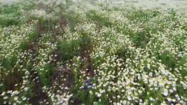 Papatya tarlasının 4k drone videosu. Beyaz papatyalar. Tarım. 