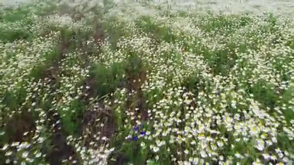 Drone Video Del Campo Manzanilla Margaritas Blancas Agricultura — Vídeos de Stock