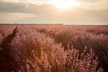 Gün batımında güzel bir lavanta tarlası olan güzel bir manzara.