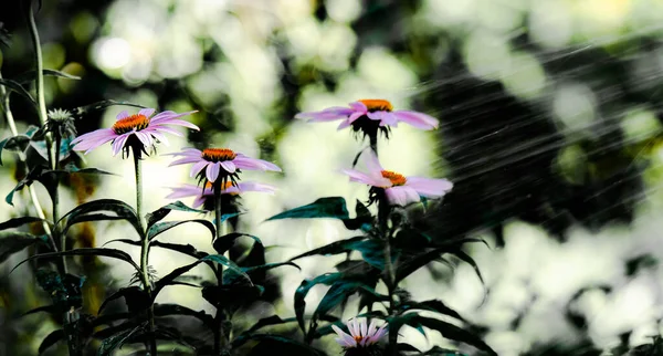 Flores Manzanilla Persas Modestas Pero Hermosas Matricaria Sobre Fondo Lluvia — Foto de Stock