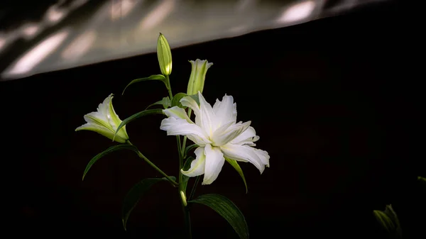 Bianco Bei Gigli Giardino Ombreggiato Estate — Foto Stock