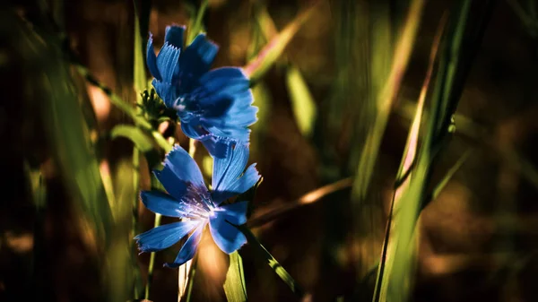 Maravillosas Flores Azules Estepa Julio Bajo Volga Rusia — Foto de Stock