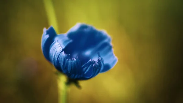 Splendidi Fiori Steppa Blu Luglio Sul Volga Inferiore Russia — Foto Stock