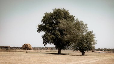 Astrakhan bölgesindeki Korshevitoe köyünde kırsal yolların kavşağında iki ağaç var. Rusya