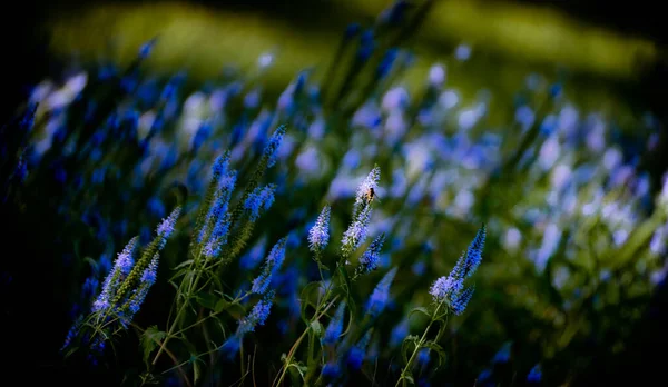 Maravilloso Florecimiento Salvia Estepa Costa Del Volga Rusia —  Fotos de Stock