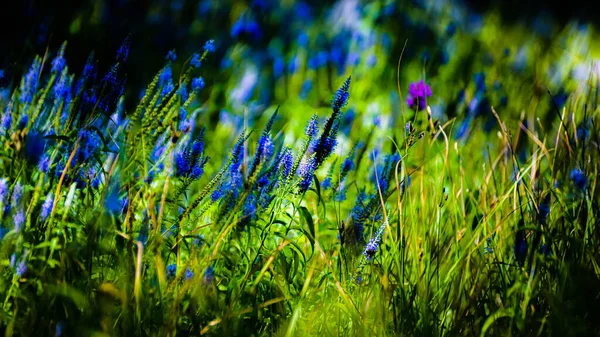 Floração Maravilhosa Salva Estepes Costa Volga Rússia — Fotografia de Stock