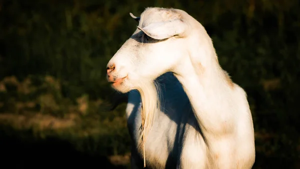 Adorabile Bianco Capre Domestiche Posa Pascolo Estivo — Foto Stock