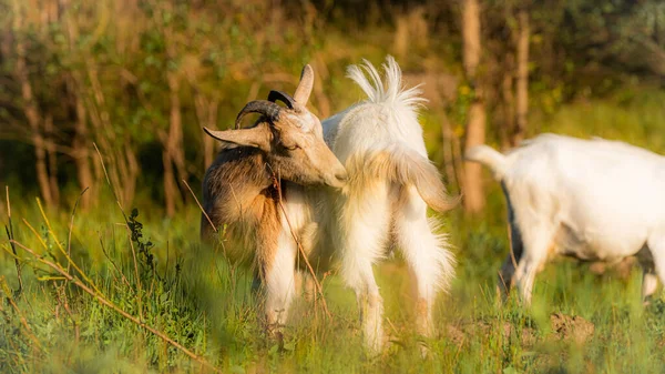 Rozkošné Bílé Domácí Kozy Pózující Letní Pastvě — Stock fotografie