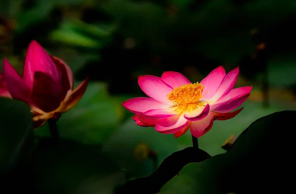 Piękny Kwiat Lotosu Łac Nelmbo Rozmytym Tle Liści — Zdjęcie stockowe