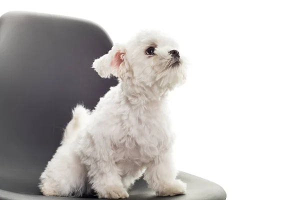 Cute white puppy sits on a white background. — Stock Photo, Image