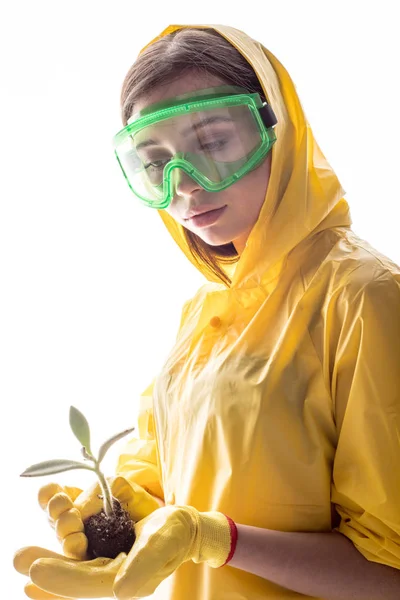 Young plant sprout in the hands of a woman in protective clothing. Woman saves the plant. — Stock Photo, Image