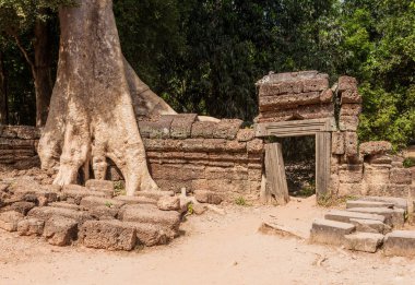 Siem Reap - 04 Ocak 2015: Tarihi kalıntıları ile süslü taş oymalar Ta Prohm Tapınağı Angkor karmaşık üzerinde 04 Ocak 2015 Siem Reap, Kamboçya'da.